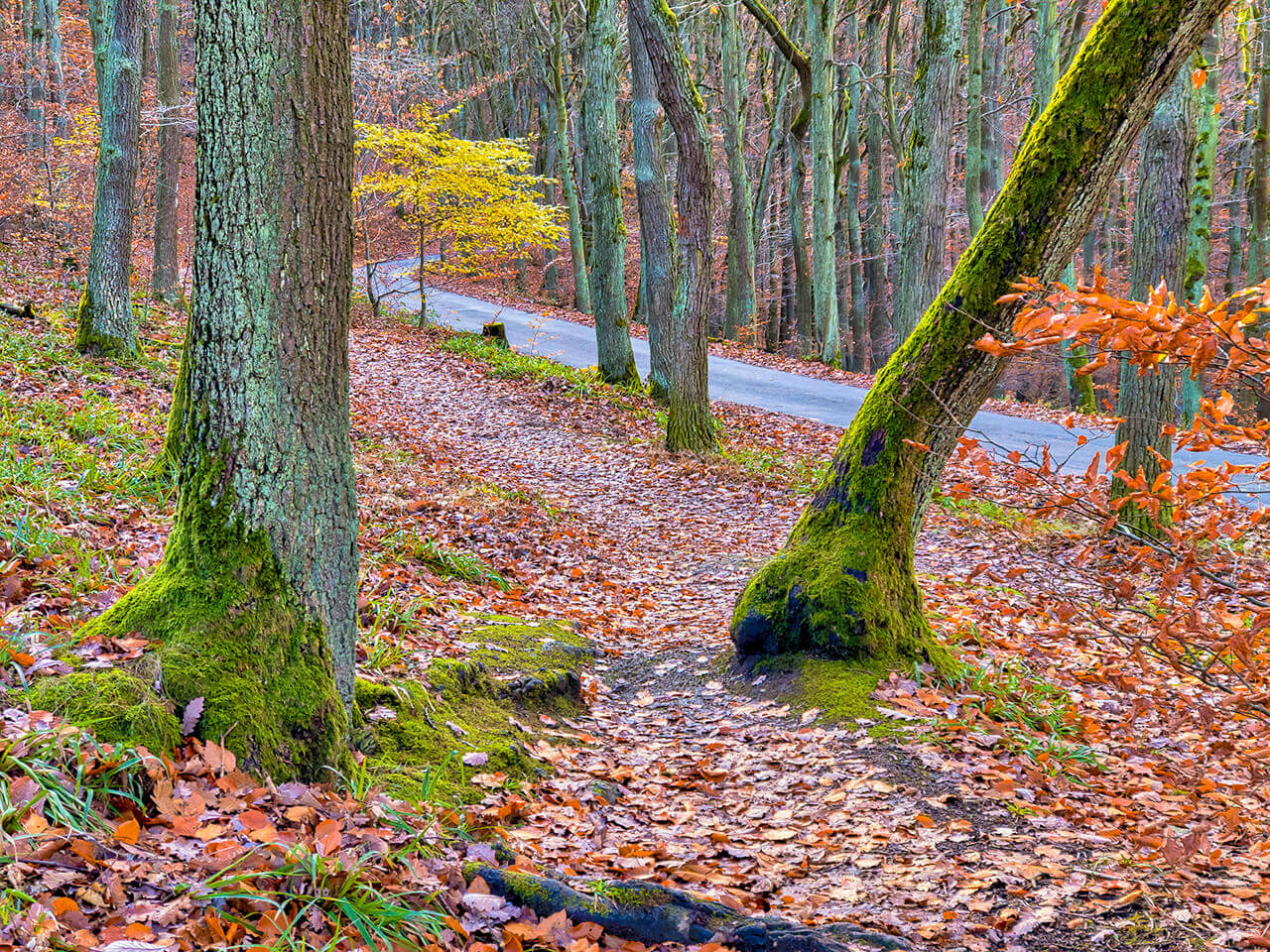 Ein Bild des Binger Waldes auf dem Weg zum Forsthaus Heiligkreuz Bingen